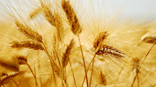 Wheat field sunset fireworks flame - heavy grain free wallpaper