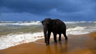Elephant beach ocean rainbow impressionist - impressionist free wallpaper