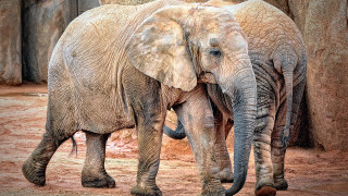 Elephants dirt field rock wall - free animals wallpaper