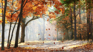 Autumn forest leaves light falling - lot of trees free wallpaper