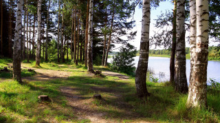 Woodland path lake bench nature - primitivism free wallpaper