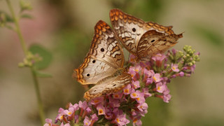 Butterflies flower field blurry pink - two butterfly free wallpaper