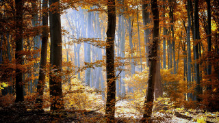 Autumn forest sunset cityscape fire - tall tree free wallpaper