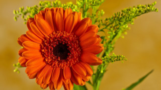Flower sunflower orange green background - a green stem in the foreground free wallpaper