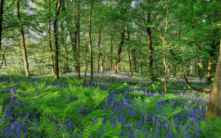Purple flowers forest jigsaw nature - flora macdonald reid free wallpaper