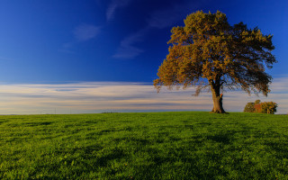 Lone tree grassy field blue - a lone tree free wallpaper