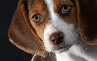 Brown white dog black background 4 - spot free wallpaper