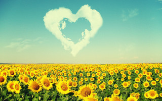 Heart cloud sunflower sky love - a field of sunflowers free wallpaper