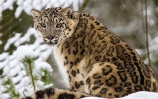 Snow leopard snow trees blurry - a snow leopard free wallpaper