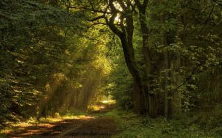 Dirt road trees grass sunset 2 - sunlight free wallpaper
