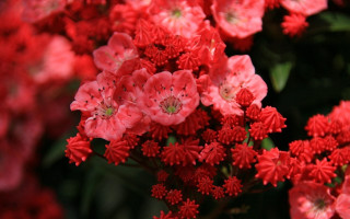 Red flowers blooming sunlight macro - red flower free wallpaper