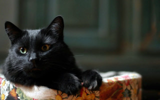 Black cat flower ottoman green - a black cat free wallpaper