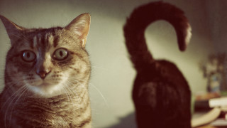 Cat black cat table book - surrealism free wallpaper