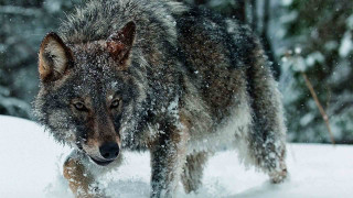 Wolf walking snow forest trees - free dogs wallpaper