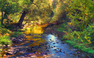 Lush forest stream autumn sunset - impressionist free wallpaper