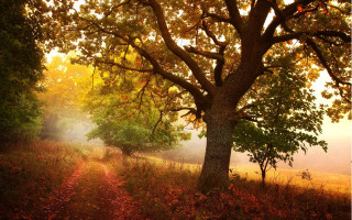 Forest path tree foggy autumn - a tree in the foreground free wallpaper