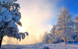 Snowy forest sunset bare trees - cloud free wallpaper
