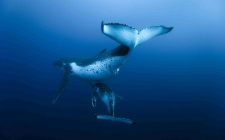 Whale swimming mouth open tail 2 - a whale free wallpaper