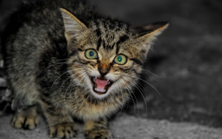 Black cat open mouth blue 3 - mouth wide open free wallpaper