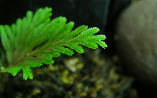 Green plant rock bokeh foliage - a green plant free wallpaper