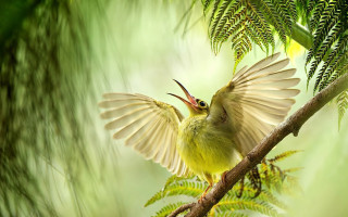 Bird branch leaves fern photorealistic - a branch free wallpaper