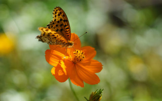 Butterfly flower sun macro naturalism - a blurry background of flowers free wallpaper