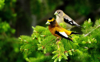 Birds forest branch yellow brown - naturalism free wallpaper