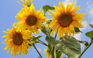 Sunflower sky clouds summer field - a blue sky in the background free wallpaper for desktop