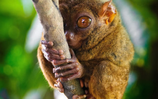 Small animal big brown face - its hand free wallpaper