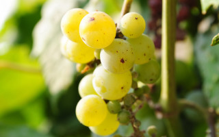 Grapes vine leaves garden photorealism - a bunch of grapes free wallpaper