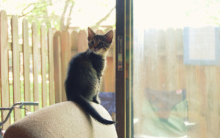 Cat chairs window tiltshift blurry - rule free wallpaper