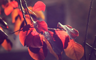 Branch red green leaves building - a building in the background free wallpaper