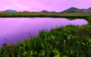 Pond green mountains purple sky - a few pink flower free wallpaper