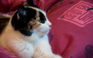 Cat pink blanket fauvism shallow - catrin g grosse free wallpaper