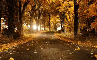 Autumn leaves forest magic fire - a bunch of trees free wallpaper
