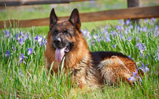 Dog grass bluebells flowers fence - its tongue free wallpaper