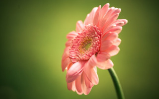 Pink flower green background macro 2 - a single flower free wallpaper