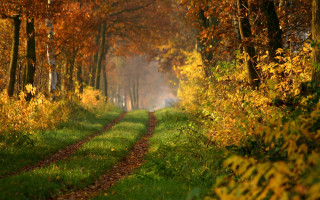Dirt road autumn leaves forest - a dirt road free wallpaper