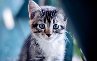 Small kitten blue eyes table - a small kitten free wallpaper
