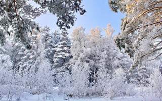 Snowy forest bench winter blue - a sunny day free wallpaper