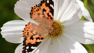 Butterfly white flower green background - a yellow center free wallpaper