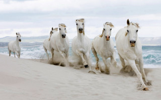 White horses beach ocean sky - annie leibovitz free wallpaper