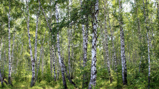 Forest green grass white trunks - primitivism free wallpaper