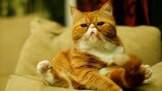 Cat sad glamor portrait blurry - a portrait free wallpaper