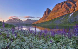 Mountain lake purple flowers nature - erin hanson free wallpaper