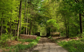 Dirt road forest logs trees 2 - a dirt road in the middle of a forest free wallpaper