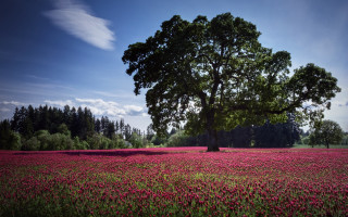 Lone tree flower field blue - under free wallpaper for desktop