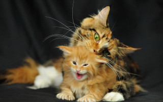 Cat kitten open mouth blue - expressionism free wallpaper