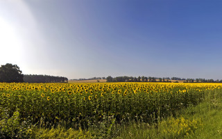 Sunflowers field road trees blue - ultra wide angle free wallpaper