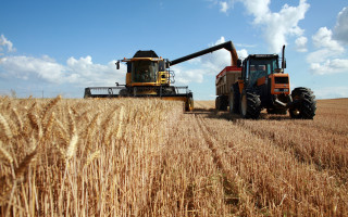 Tractors harvesting wheat sunny day - heavy grain free wallpaper